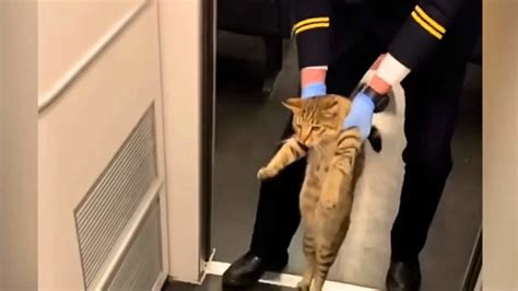 Gato Astuto Arrestado Por No Tener Billete De Tren Animales Alrededor