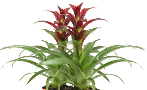 Guzmania Indian Night – Jungle Of Niles