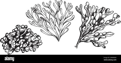 Vector Sea Plant Ink Hand Drawn Illustration Isolated On White