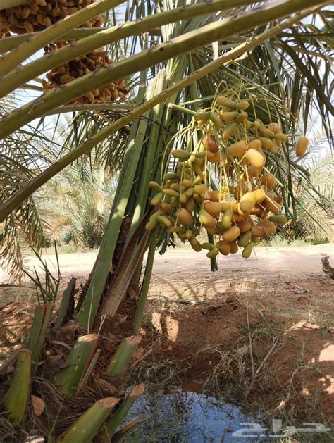 نخل مثمر للبيع القصيم الرياض خلاص سكري برحي موقع حراج