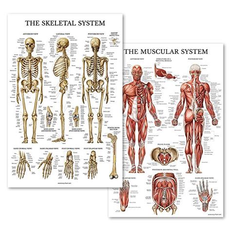 Muscular And Skeletal System Anatomical Poster Set Laminated 2 Chart Set Human Skeleton