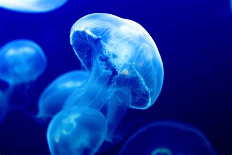 Moon Jelly American Oceans