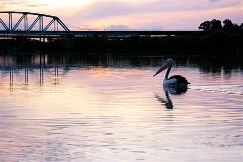 Murray Bridge Last Night Murray Bridge South Australia Flickr