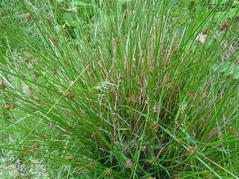 Juncus Effusus Soft Rush Florabundance Gardens