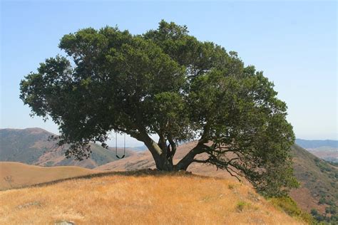 The Coast Live Oak Tree : pics