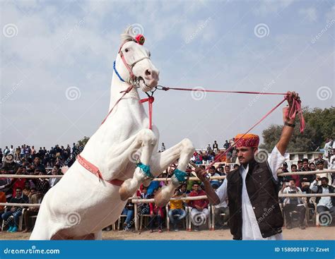 Marwari White Horse Prances During Camel Fair In Rajasthan State India