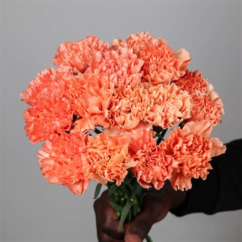 Carnation Hermes Orange Mayflower Studio