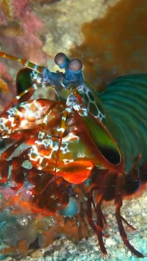 Oceans Speed Champion 🦞 Video In 2024 Mantis Shrimp Exotic Pets