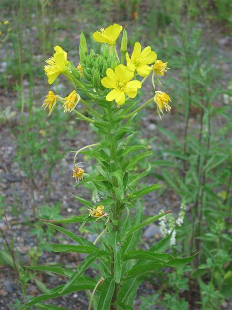 Oenothera Biennis Bird Gardens