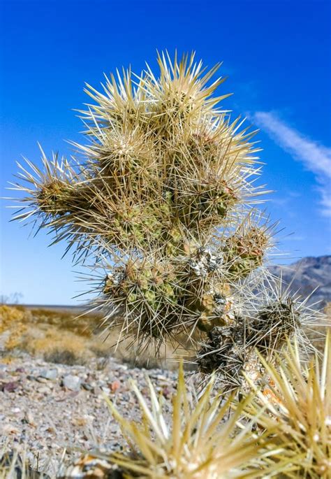 Teddy Bear Cholla Cylindropuntia Bigelovii Cactus With Tenacious