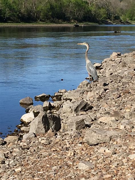 Bull Shoals White River State Park Bewertungen And Fotos Ar Tripadvisor