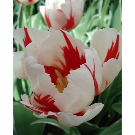 Tulip Happy Generation Bulb Peter Nyssen Buy Flower Bulbs And