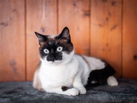 Apagi Yuki Chat X Siamois à La Robe Seal Point Et Blanc