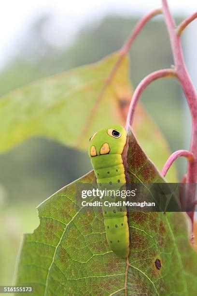 Spicebush Swallowtail Caterpillar Photos And Premium High Res Pictures