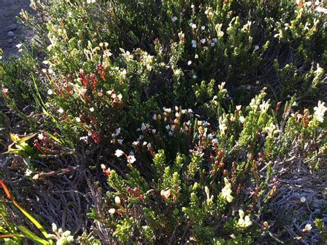 Western Moss Heather Inland Nw Routes