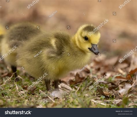 22,986 Gosling Bird Images, Stock Photos & Vectors | Shutterstock