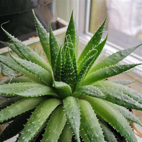 Aloe Vera Cuidados Y Beneficios Para La Salud De Esta Planta Medicinal