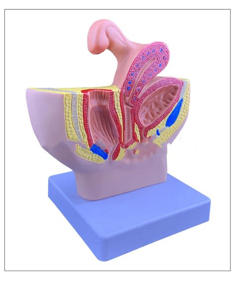 Female Pelvic System Reproductive System Fallopian Tube Bladder Vagina