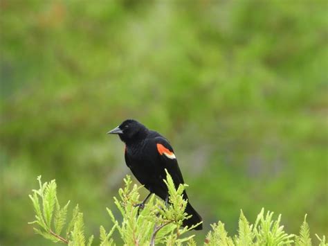 Red Winged Blackbird Rbirding