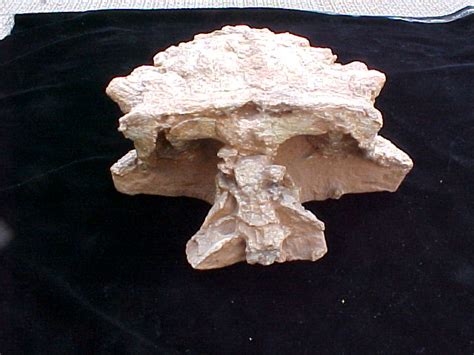 Ankylosaur Dinosaur Skull