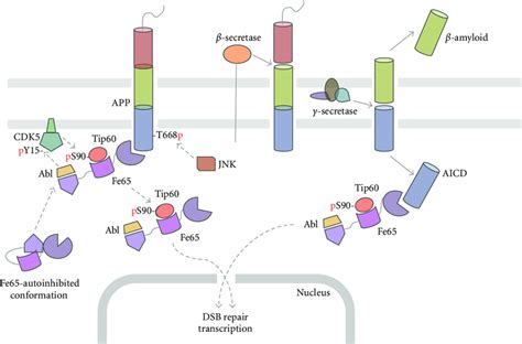 APP Processing Pathways Involved In The Activation And Release Of The