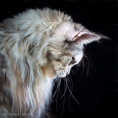 Maine Coon Cat Photography Felis Gallery Robert Sijka 98 5bfd4e68a2047