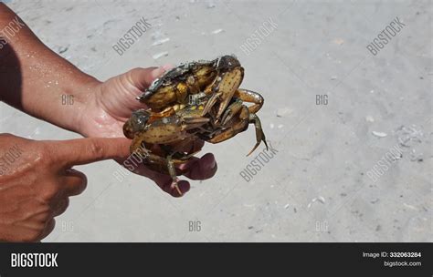 Man Holding Crab His Image Photo Free Trial Bigstock