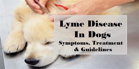 Lyme Disease in Dogs: Symptoms, Testing, Treatment, and Prevention ...