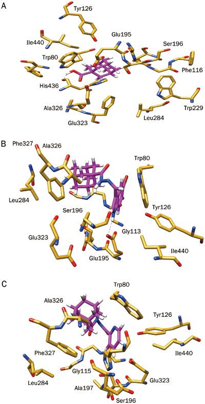 Putative Binding Mode Of Selected Adamantyl Derivatives According To