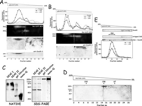 Association Of Human Ecm29 With The 26 S Proteasome Is Reversible A Download Scientific