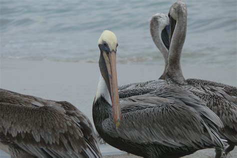 Free Images Water Sand Ocean Bird Wing Boat Pelican Seabird