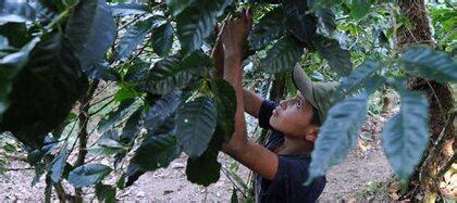 Trabajo infantil en América Latina alcanza los nueve millones Infobae