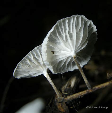 Marasmiellus Candidus Project Noah