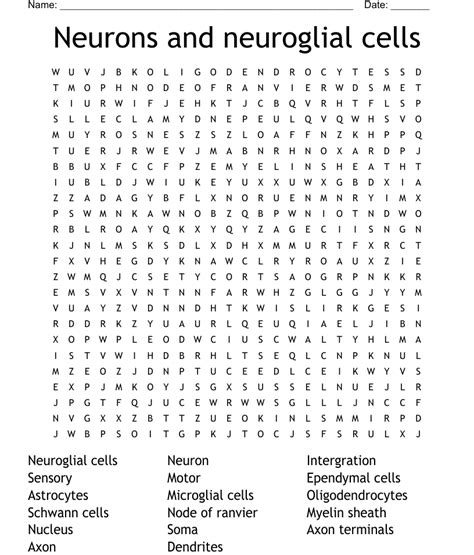 Neurons And Neuroglial Cells Word Search Wordmint