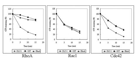 2 GAP Activity Of DLC 1 On RhoA Rac1 And Cdc42 GTP Hydrolysis