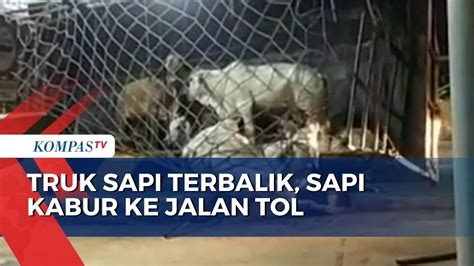 Video Viral Sapi Lepas Berlarian Di Tol Cengkareng Truk Pengangkut