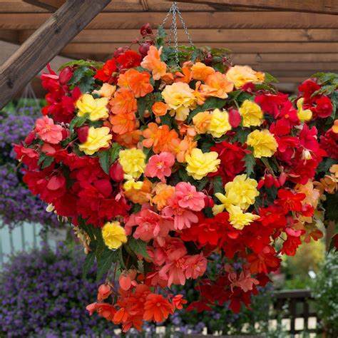 Begonia Illumination Mixed Trailing Tray Of Plug Plants