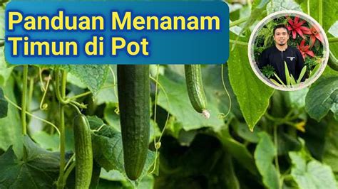 Panduan Lengkap Cara Menanam Timun Di Pot Polybag Dari Biji Cara