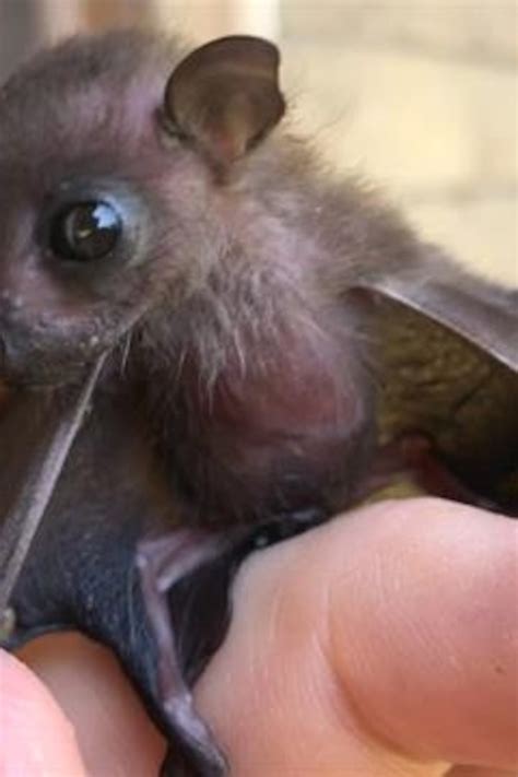 Baby Bat