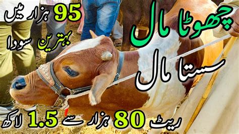 Malir Mandi Me 80K To 150k Wala Maal Cattle Rates Updates Cow Mandi