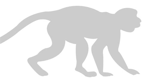 ape walking  vector art  vecteezy