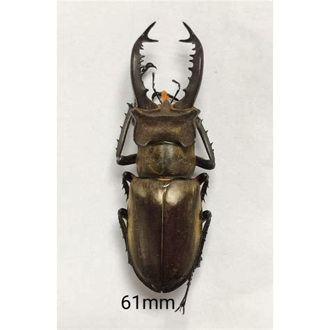 昆蟲標本 高砂深山鍬形蟲 Lucanus Maculifemoratus Taiwanus 蝦皮購物