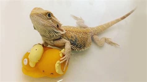 How To Bathe A Bearded Dragon Easy Steps