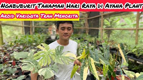 NGABUBURIT TANAMAN HARI RAYA THR DI AYANA PLANT AROID VARIGATA TRAH