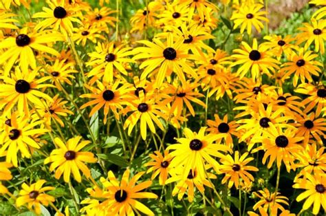 14 Beautiful Perennial Wildflowers for a Low-Maintenance Landscape