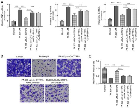 Ctrp Overexpression Attenuates Palmitic Acidinduced Inflammation