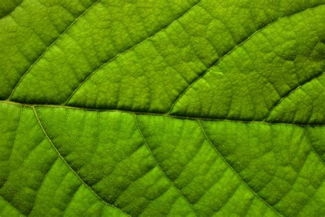 Free Images Structure Field Texture Leaf Flower Green Soil