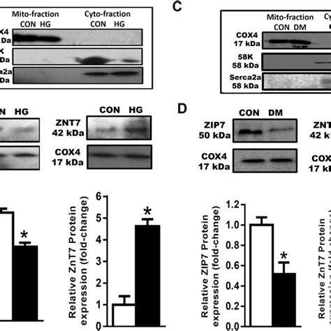 Validation Of Mitochondrial Localizations Of Zip7 And Znt7 Using Download Scientific Diagram