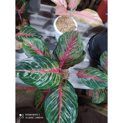 Jual Aglaonema Red Borju Shopee Indonesia