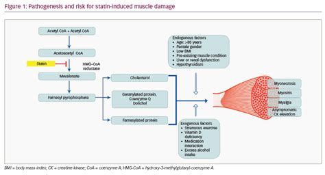 Statin Related Muscle Toxicity An Evidence Based Review